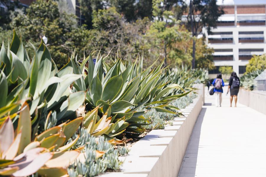 The Court of Sciences Student Center features a roof garden with drought-tolerant plants.